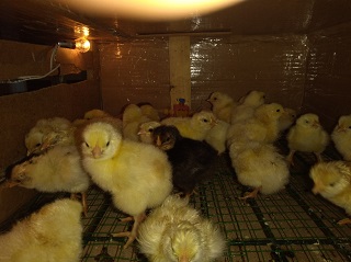 Tavuk Civcivi Kaç Günde Çıkar