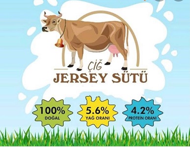 jersey inek sütü