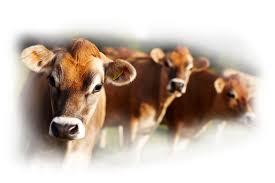 Jersey Süt İstanbul