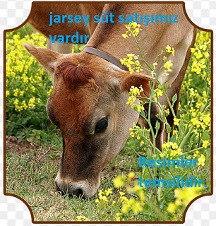 Jersey süt siparişi