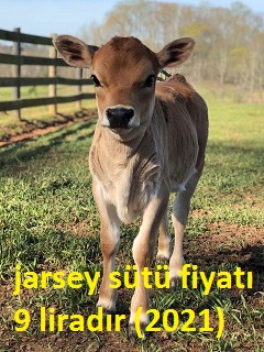 Jersey Sütü Fiyatı