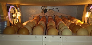 Kuluçka Makinası 63 lü 4. kez çalıştırıldı.