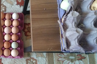 Kuluçkalık Yumurta Seçim ve Temizlik