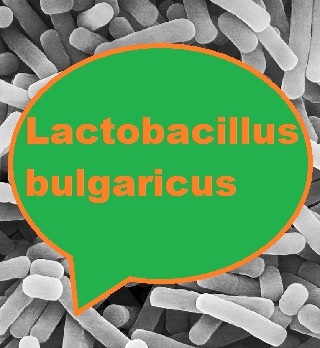 Lactobacillus Bulgaricus Yoğurt Bakterisi