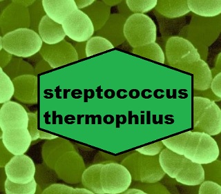 Streptococcus Thermophilus bakterisi (Fermante Süt Ürünü Yoğurt)