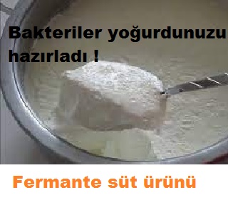 Yoğurt Mayalama - Fermante Süt Ürünü