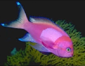 Renkli Balık Web 

Tasarımı Renk İpuçları